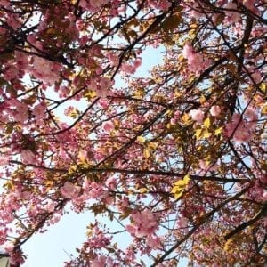 Cherryblossoms love 😍 Nature, Flowers, Lifestyle, Lifestyleblog, Blogger, Stylist, Salzburg, Austria, Beauty, Fantastique